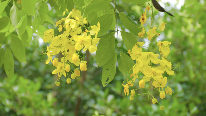 黄金雨金链花腊肠树实拍