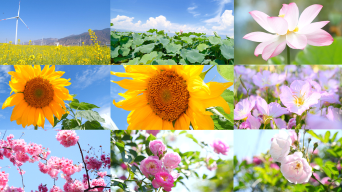 春夏秋冬 四季 花 花海