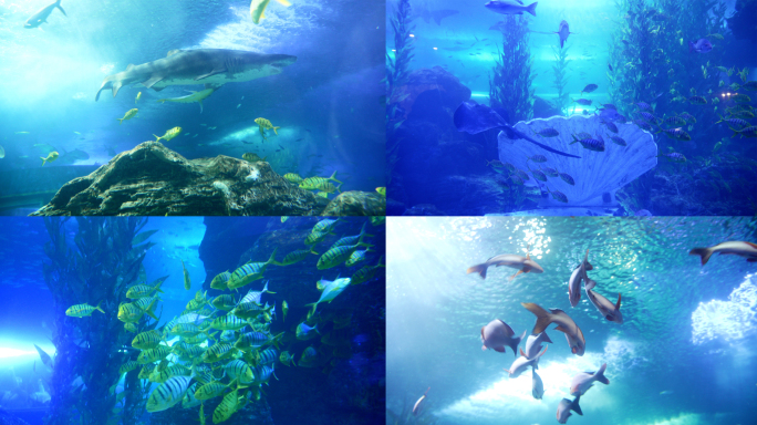 海洋馆水族馆海洋生物鱼群海底世界