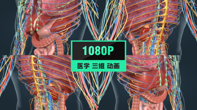 3D医学人体解剖肺脏肝胆心脏肠胃人体奥秘
