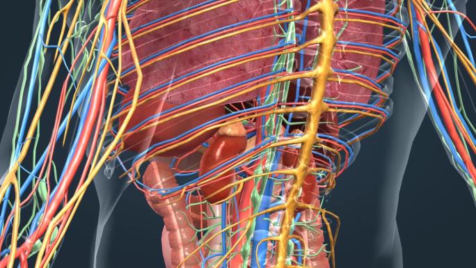 3D医学人体解剖肺脏肝胆心脏肠胃人体奥秘