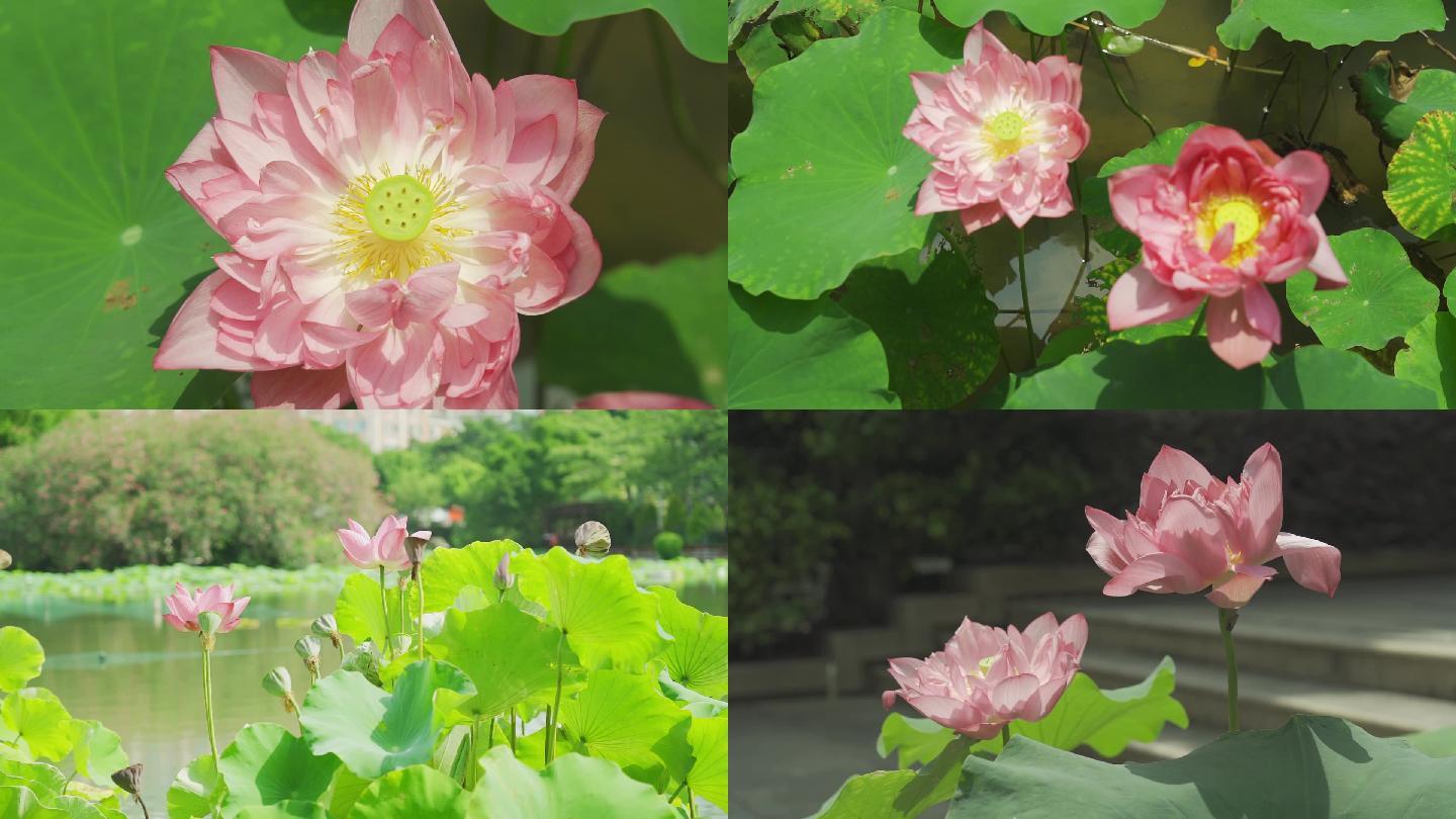 夏季荷花美丽荷花公园景色莲花