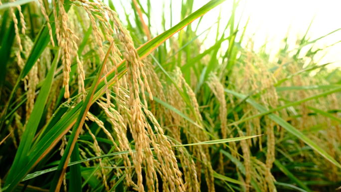 水稻稻谷大米丰收 乡村农业振兴 逆光水稻