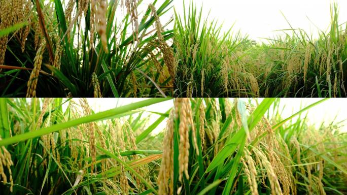 水稻稻谷大米丰收 乡村农业振兴 逆光水稻