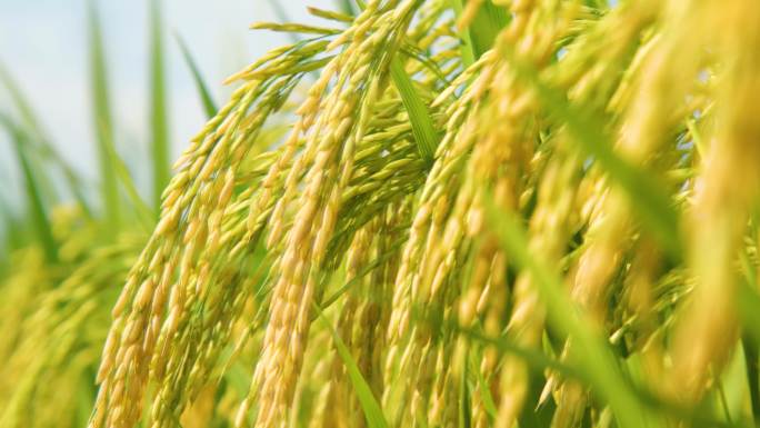 稻谷丰收大米水稻