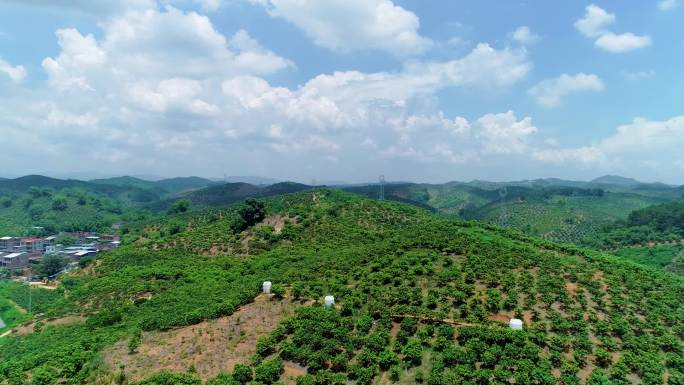 航拍农村大山里的芒果树