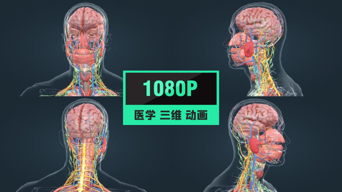3D医学人体解剖大脑神经系统人体奥秘