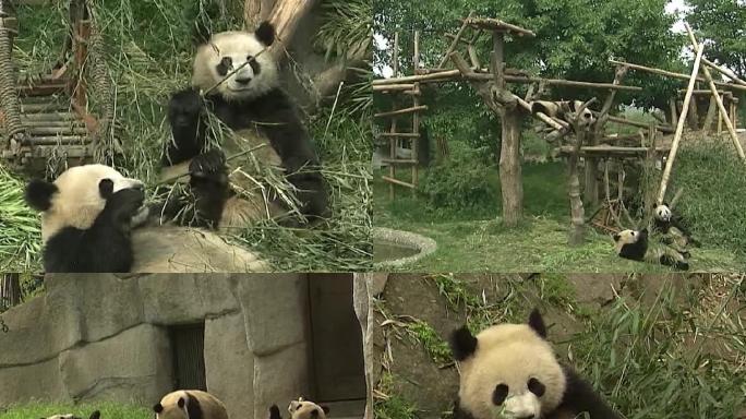 熊猫影像