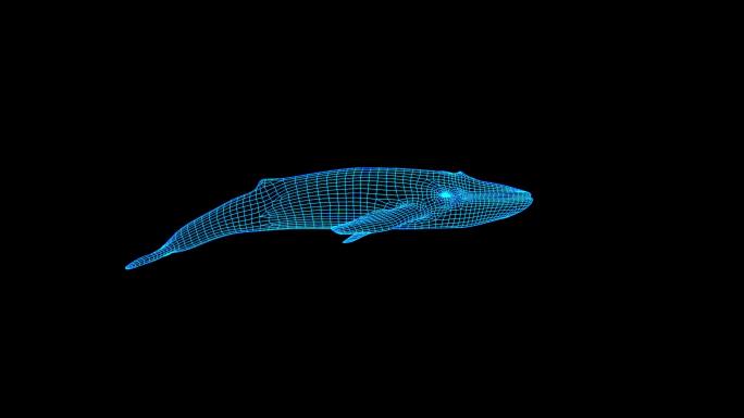 4K蓝色全息蓝鲸游过屏幕素材动画带通道