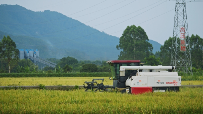 稻田丰收机器收割水稻机械化生产