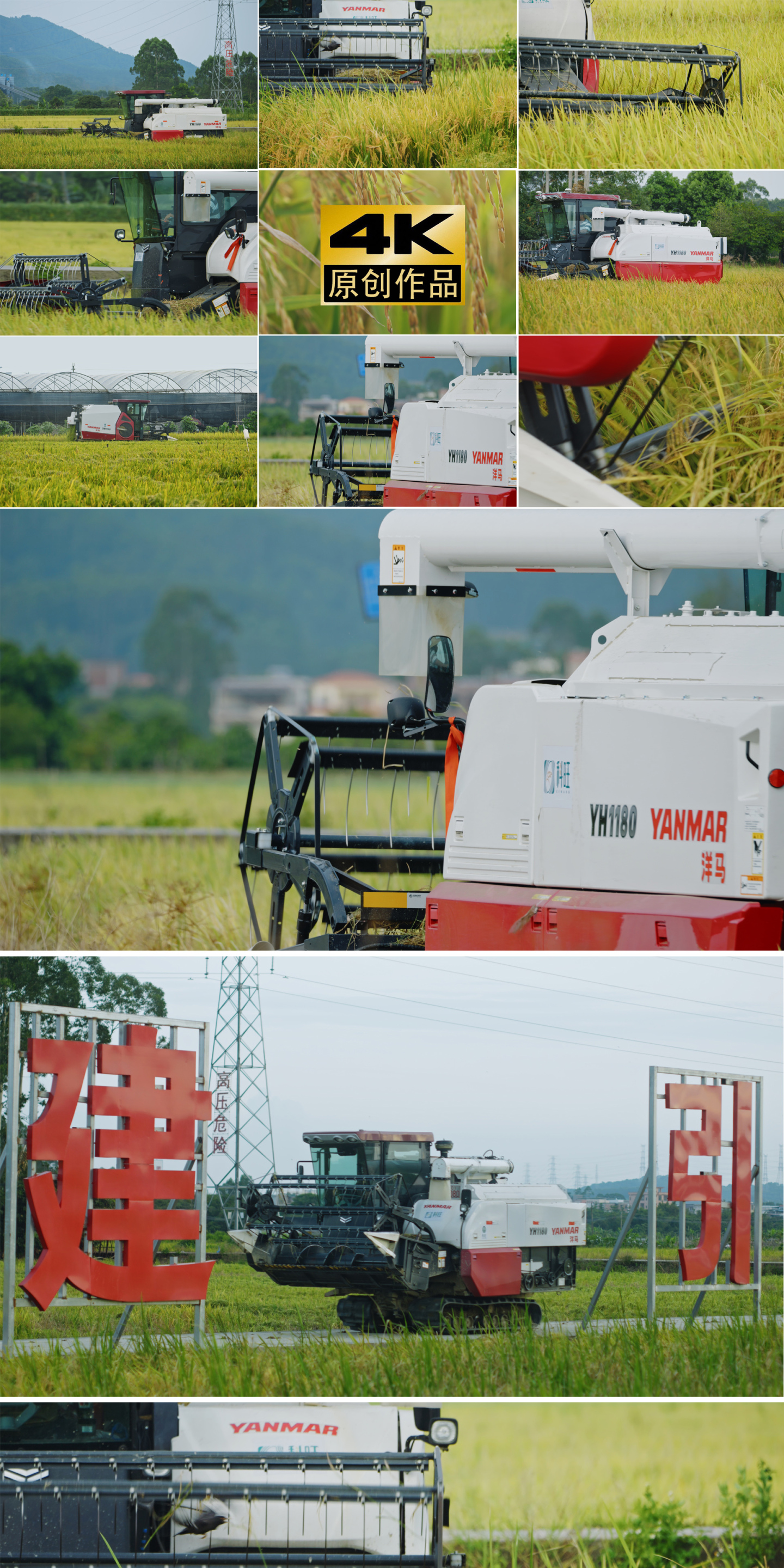 稻田丰收机器收割水稻机械化生产