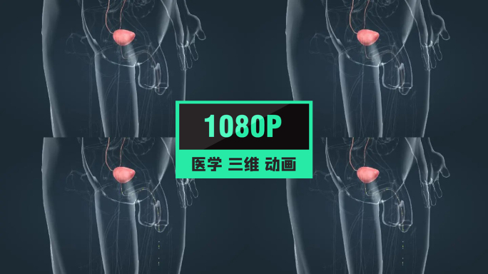 膀胱尿道泌尿系统尿液形成尿液肾脏动画