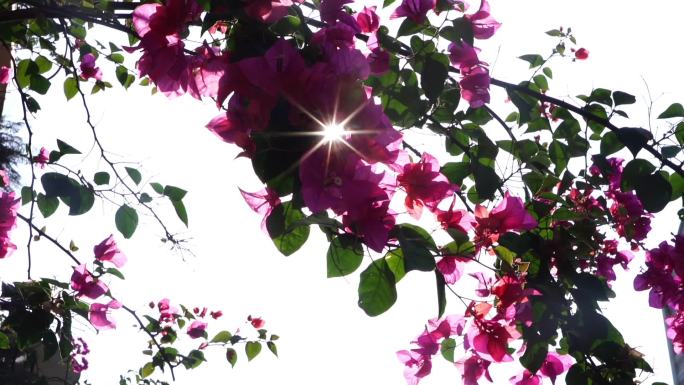 唯美阳光透过三角梅花朵植物意境空镜头