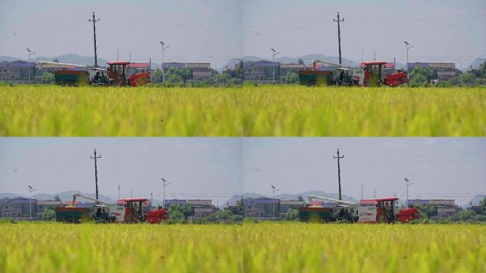 农忙时节收割机收割水稻运送稻谷