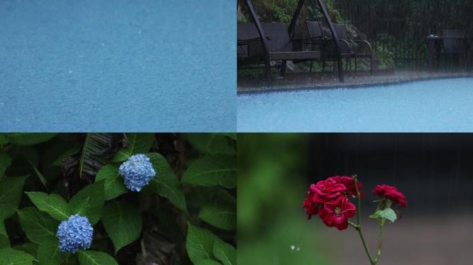雨天泳池花朵4K