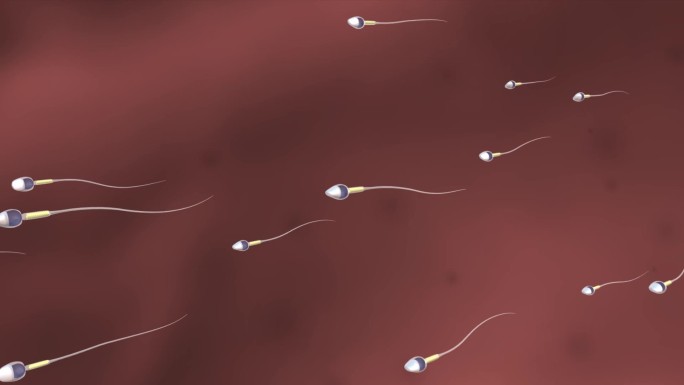 医学人体细胞精子卵子受精过程精子结构动画