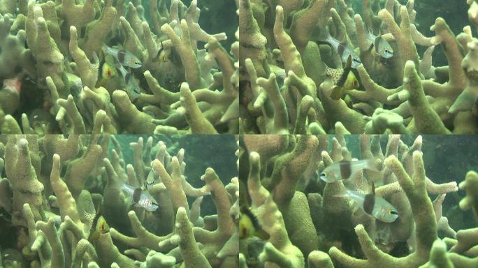 红衣主教鱼，与其他鱼类一起在珊瑚之间游动。