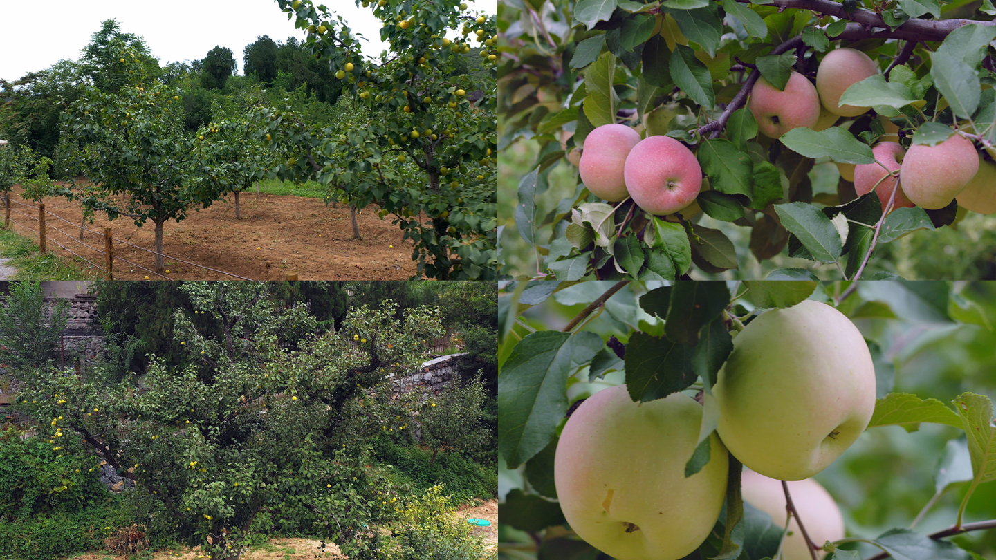 苹果 苹果树 苹果园