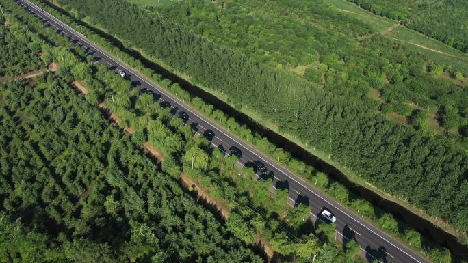 林荫道路车队行驶