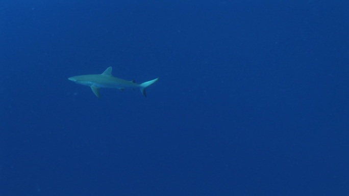 Grauer Riffhai，灰礁鲨（Carcharhinus Amblyrhynchos）