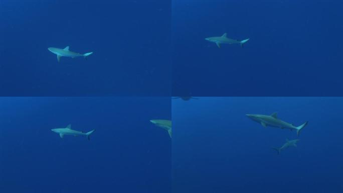 Grauer Riffhai，灰礁鲨（Carcharhinus Amblyrhynchos）