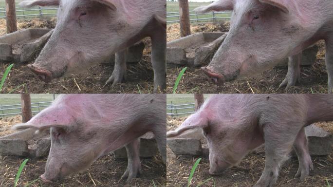 一头猪在呼噜声中寻找食物。