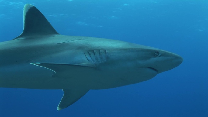 银尖鲨游过摄像机。银鳍鲨