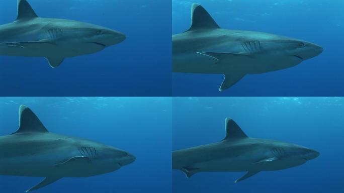 银尖鲨游过摄像机。银鳍鲨
