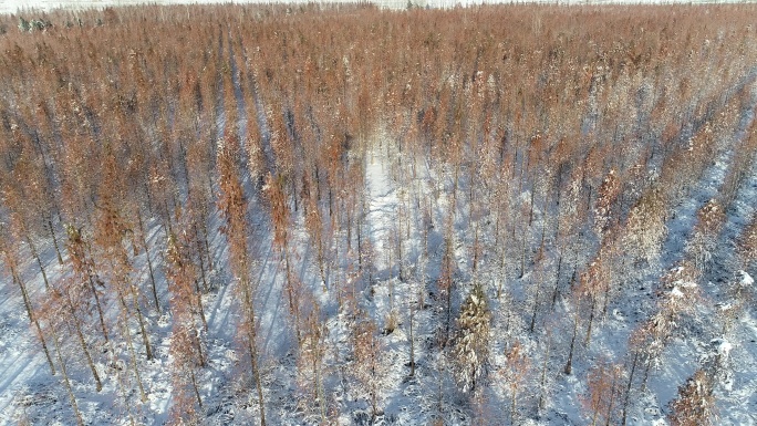 红杉林雪景