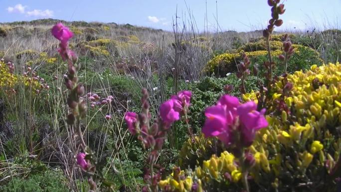 五彩缤纷的鲜花草地；葡萄牙的Knste der Algarve；微风，蓝天带白？W呢？小女孩。