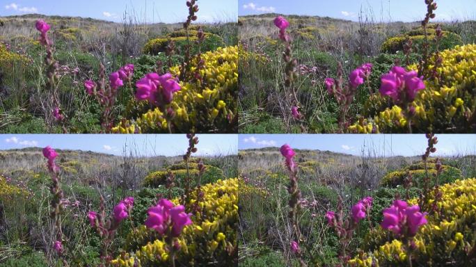 五彩缤纷的鲜花草地；葡萄牙的Knste der Algarve；微风，蓝天带白？W呢？小女孩。