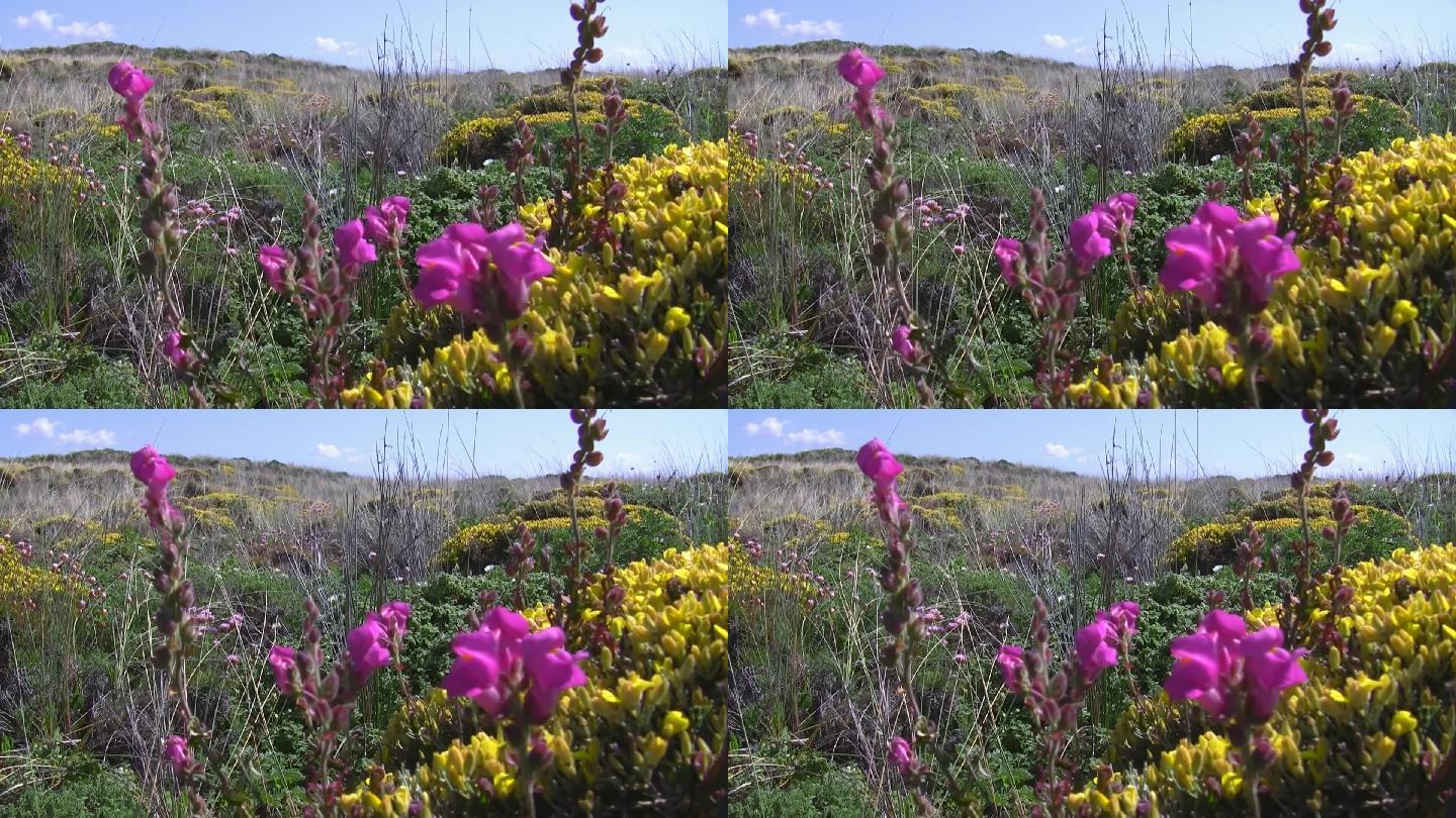 五彩缤纷的鲜花草地；葡萄牙的Knste der Algarve；微风，蓝天带白？W呢？小女孩。