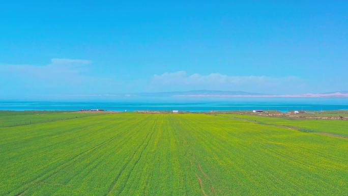 青海 青海湖 油菜花 大片油菜花 航拍8