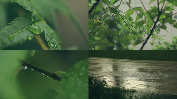 （4k原创实拍）雨后风景树叶水滴 雨滴