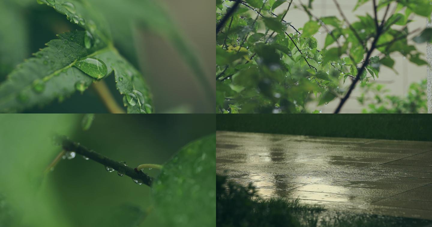 （4k原创实拍）雨后风景树叶水滴 雨滴