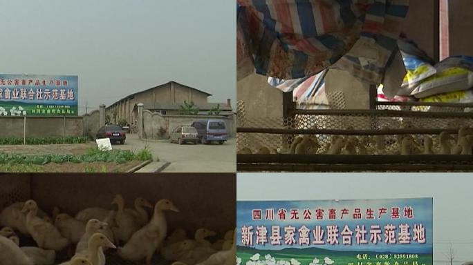 05年新津家禽养殖场影像