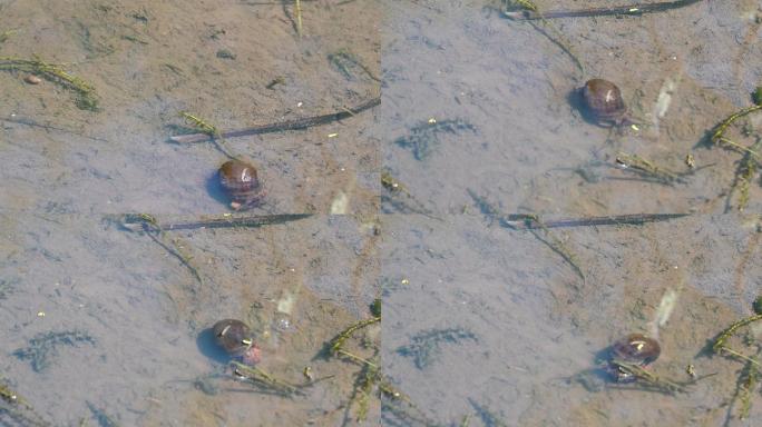 福寿螺在水中游走进食