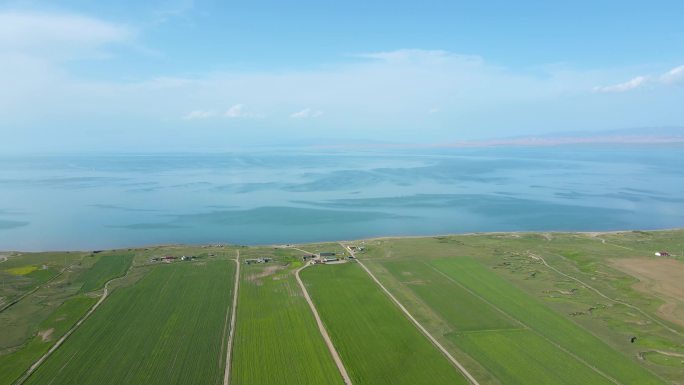 青海 青海湖 大片油菜花  航拍4