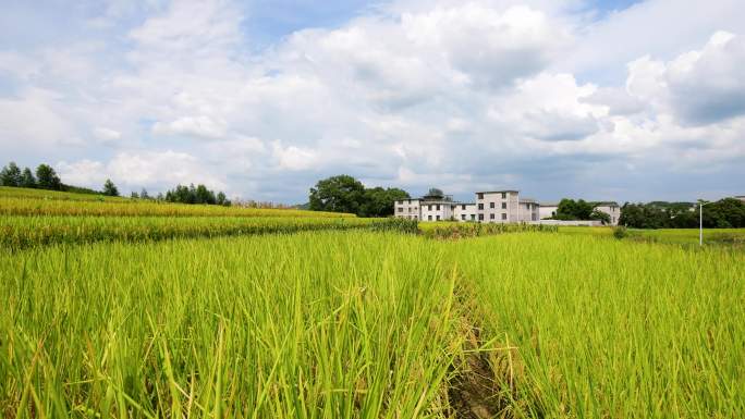 田间美景