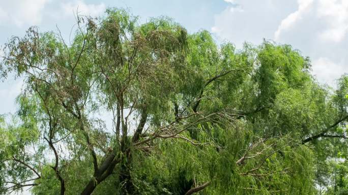 暴雨狂风折断大树环卫园林工人清理