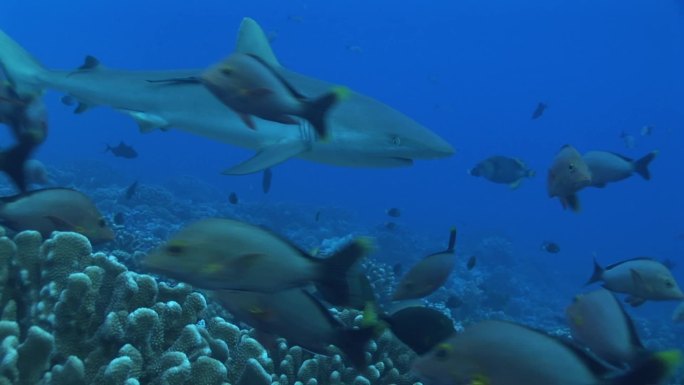 灰礁鲨，灰礁鲨（Carcharhinus Amblyrhynchos），在鱼群之间游动