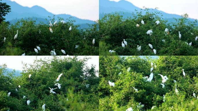 4K白鹭实拍 树上白鹭