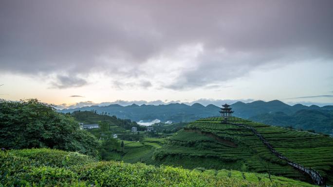 湖北恩施宣传伍家台茶园4K