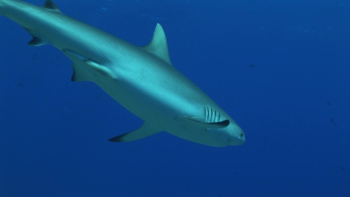 灰礁鲨（Carcharhinus Amblyrhynchos）在海里游泳