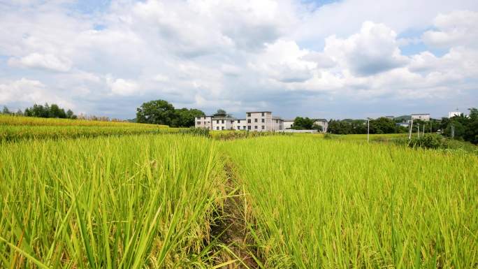 田间美景