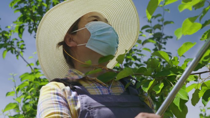 新农人妇女给果树喷洒植物营养液