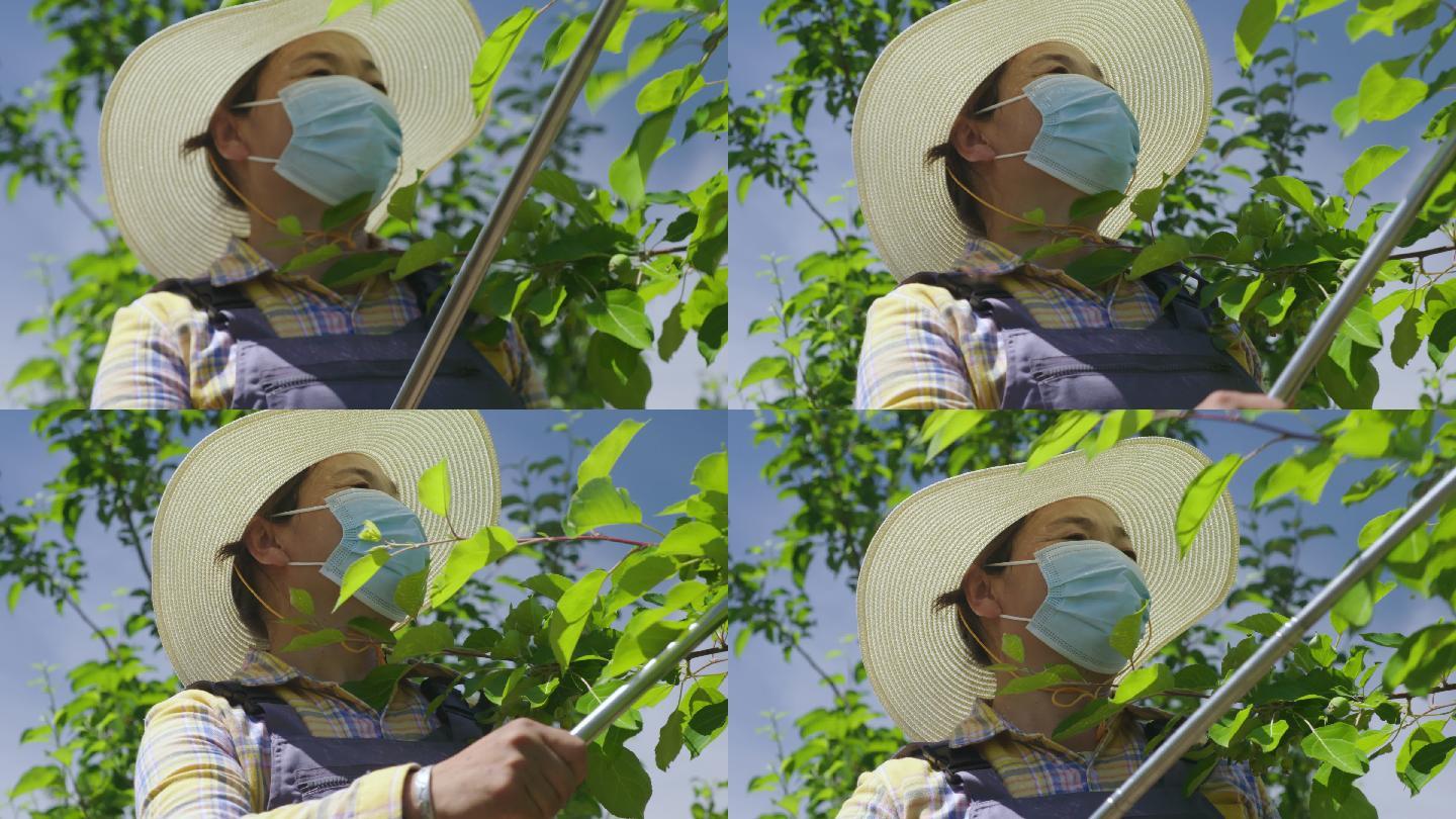 新农人妇女给果树喷洒植物营养液