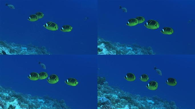新月-新月型蝴蝶鱼，轮毛壳绦虫，浣熊蝴蝶鱼，在海里游泳