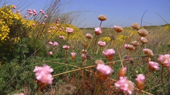 五彩缤纷的鲜花草地；葡萄牙的Knste der Algarve；微风，蓝天。