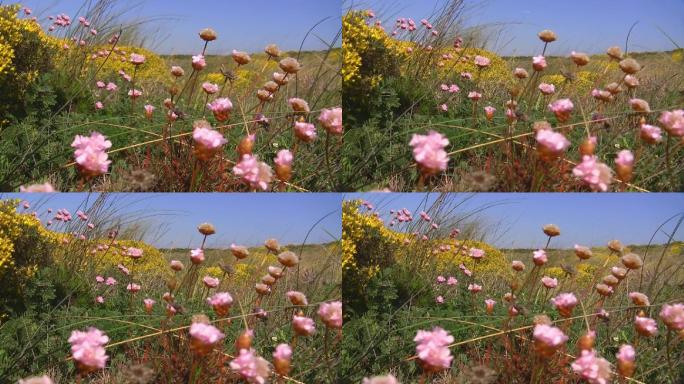 五彩缤纷的鲜花草地；葡萄牙的Knste der Algarve；微风，蓝天。